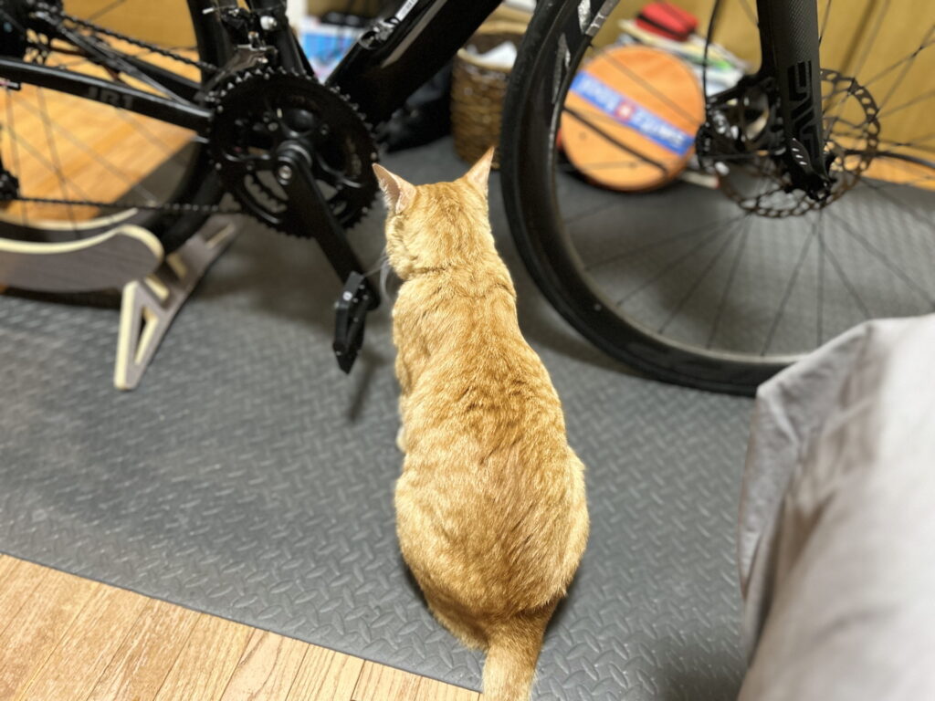 監修中の猫(にゃおー)